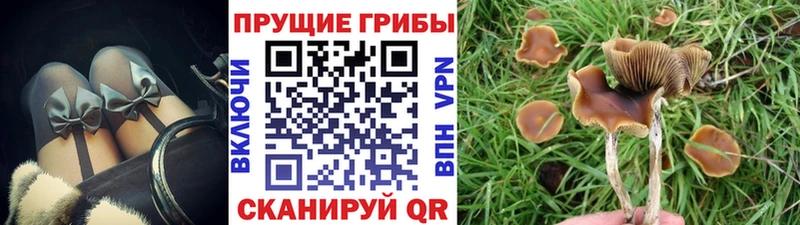 Галлюциногенные грибы GOLDEN TEACHER  kraken как войти  Электрогорск  наркотики 